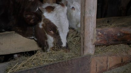 Сельчанам в Карагандинской области негде пасти скот