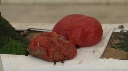 Шымкентте жылыжай ішіндегі қызанақтар үсіп кетуіне не себеп?