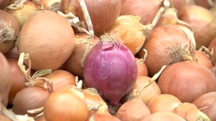 Пияз экспортына не себепті шектеу қойылды?