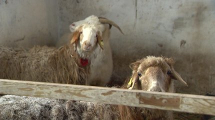 Қорадағы 3 ірі қара мен 10-ға жуық уақ малды алаяқтар алып кетті