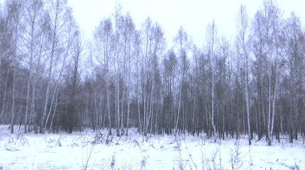 Қызылжардағы жылу орталығының күл полигонын кеңейту үшін 89 гектар орман оталмақ