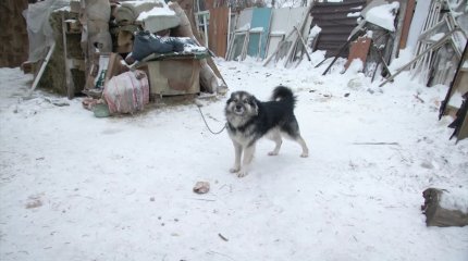 При загадочных обстоятельствах гибнут собаки в одном из павлодарских приютов