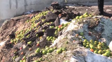 Шымкентте қызанақтар қоқысқа тасталып жатыр