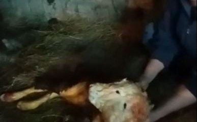 Батыс Қазақстан облысында екі басты бұзау туды