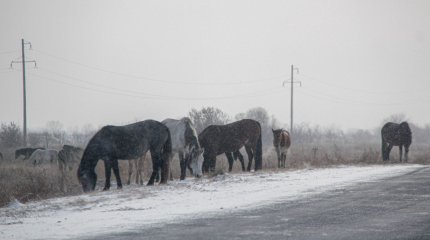 СҚО-да қараусыз жүрген жылқылардың иесі жауапқа тартылды