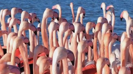 Фламинго прилетели на озеро Караколь в Мангистауской области