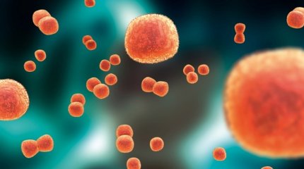 4 адамнан менингококк инфекциясы анықталды