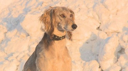 Клуб любителей чистокровных тазы появился в одном из сёл Карагандинской области
