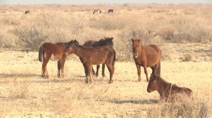 Қызылордада 157 мың гектар жайылымдық жер мемлекет меншігіне қайтарылды