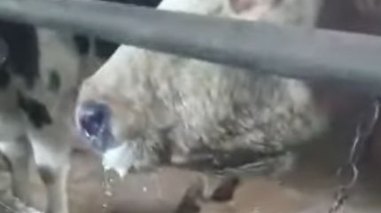 Ящур подозревают у скота сельчане Актюбинской области