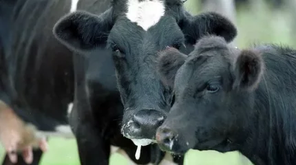 Мал ауруы тіркелген шаруа қожалыққа шектеу шаралары енгізілді