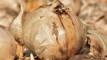 Лук дороже мяса стоит на Филиппинах