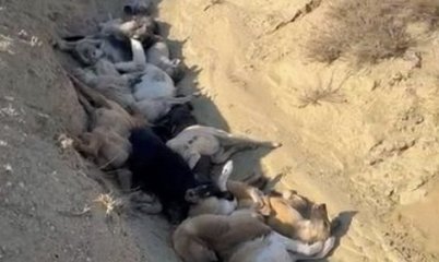 «Деньги - в карманах чиновников, а трупы собак - в яме»: зоозащитники Актау заявили о хищениях средств на стерилизацию животных