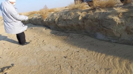 Трупы собак в яме близ Актау: местность продезинфицировали