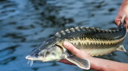 Три года тюрьмы за ловлю осетров получил житель Мангистау