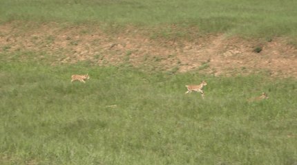 Одомашнить сайгака? В Казахстане учёные изымут более 1800 сайгачат