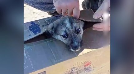 В Казахстане участились случаи жестокого обращения с животными