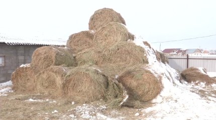 Жем-шөптің қымбаттауынан Қарағанды облысында шаруалар малдарын жаппай сатып жатыр