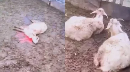 Қарағанды облысында қаңғыбас иттер мал мен тауықтарға шабуыл жасаған