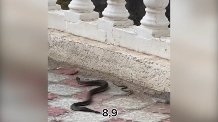 Новая напасть в Актау: город атакуют змеи