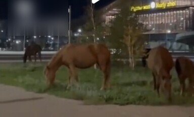 Табун лошадей возле нового жд вокзала в столице возмутил местных жителей
