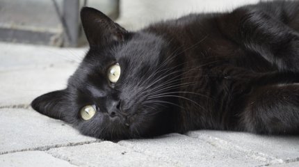 Несчастье стучит в окно: приметы и запреты в пятницу 13-го