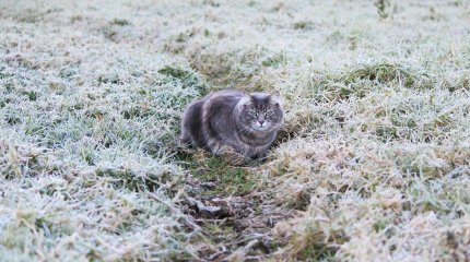 Заморозки ударят по югу и юго-востоку Казахстана в выходные