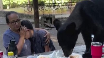 Мексикада анасы мен баласы аюмен кездесуден кейін таңғажайып жағдайда аман қалды