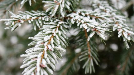 Синоптиктер демалыс күндері Қазақстанда үсік жүреді деп болжап отыр