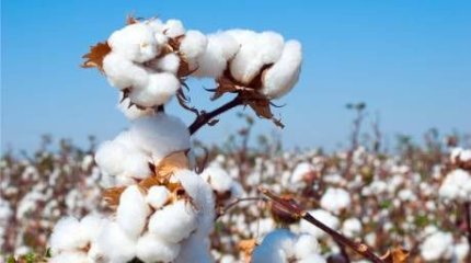 "Ала жаздайғы еңбек зая кетті". Түркістан облысында мақтаның бағасы күрт түсіп кетті