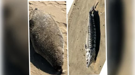 Каспий теңізінде тағы да итбалық қырылды