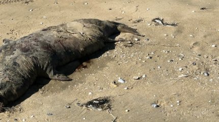 Разлагающихся тюленей и осетров нашли на побережье в Мангистау