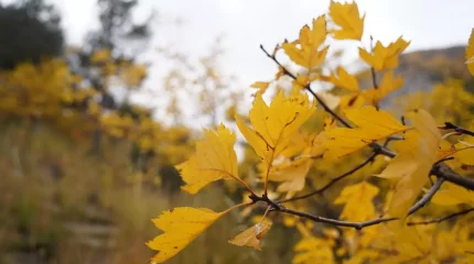 25 градусқа дейін жылы: осы аптада Шымкентте ауа райы қандай болады