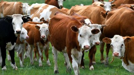 Қостанайда ірі қарадан құтырма анықталып, карантин жарияланды