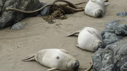 Итбалықтар мен бекіренің қырылу себебі зерттеліп жатыр – Нысанбаев
