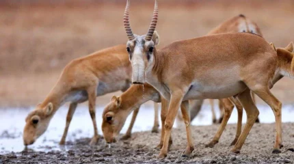 Қазақстанда киік ату жұмыстары қай аймақта жүргізілетіні құпия болып қалады