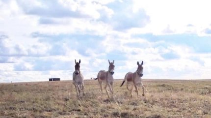 Куланов выпустили в дикую природу в Костанайской области