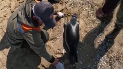 Массовая гибель тюленей на Каспии: министр экологии назвал возможную причину