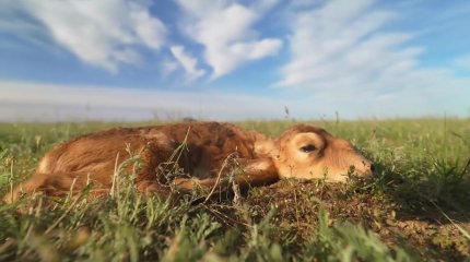 Сетями и пулями: как будут отлавливать сайгаков рассказали в минэкологии