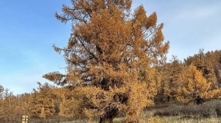 700-летнее дерево растет на востоке Казахстана