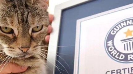Британская кошка установила рекорд по самому громкому мурлыканью