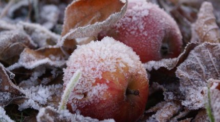 Морозные ночи и ветреные дни начнутся в Казахстане