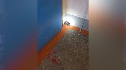 Крыса спряталась детской коляске и напала на женщину в Павлодаре