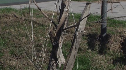 "Огромные потери бюджета": каждый третий саженец не приживается в Казахстане