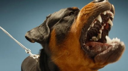 "Кусачих" собак предлагают запретить в Нидерландах