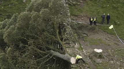Скандал вокруг «дерева Робин Гуда» разгорелся в Англии