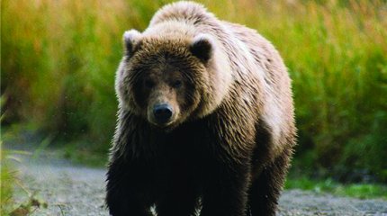 Канадада аю екі адамды талап өлтірді