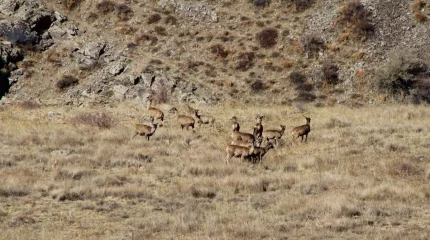 Елімізде Қаратау арқарларының саны 15 пайызға өсті