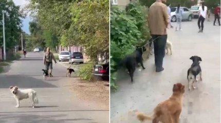 Алматы облысының тұрғыны бір бөлмелі пәтерде 30-ға жуық ит асырап отыр