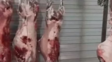 Пункт по приему мяса сайги устроили в автомойке Уральска